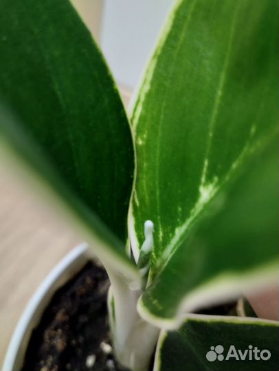 Аглаонема White lime