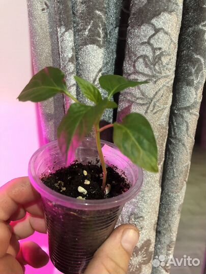 Перец болгарский рассада