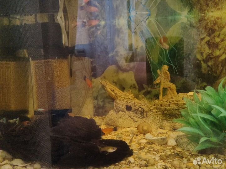 Аквариум