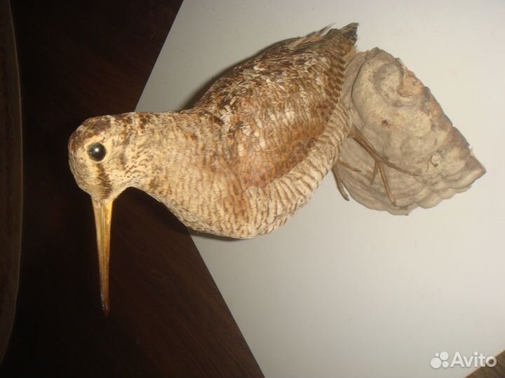 Чучело Кулика Вальдшнеп