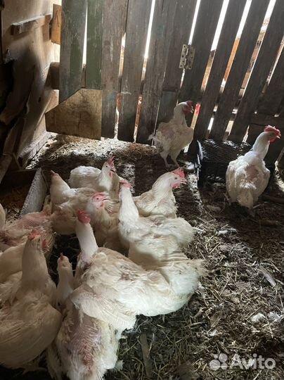 Куры несушки