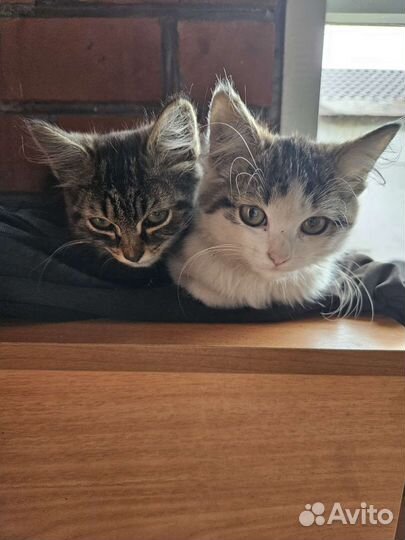 Кошки в добрые руки