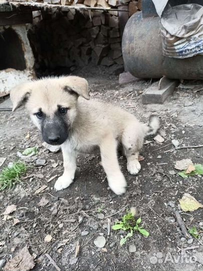 Щенки в хорошие руки
