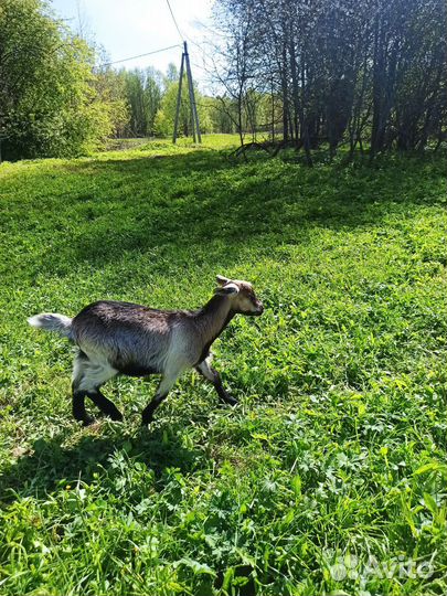 Козлята и козочки