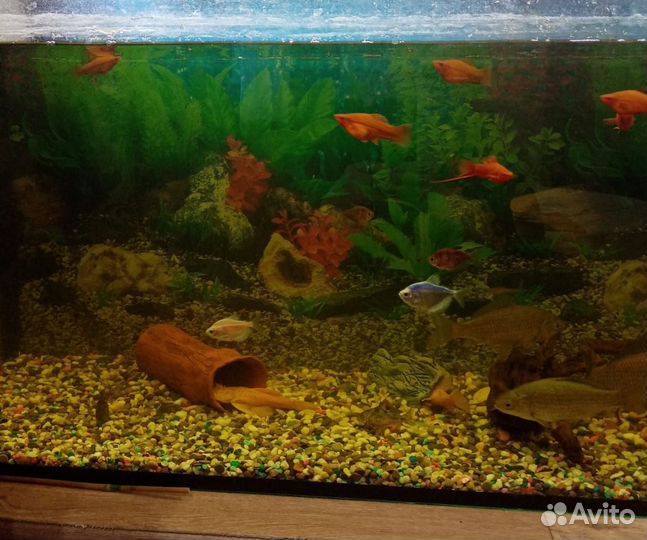 Аквариум 250 л