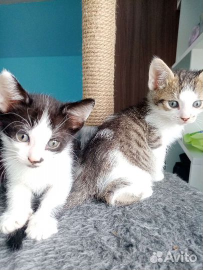 Котята в добрые руки. Метисы канадского сфинкса