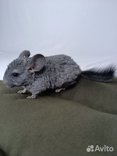 Шиншиллята