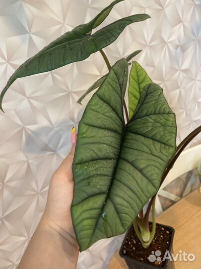 Алоказия платинум