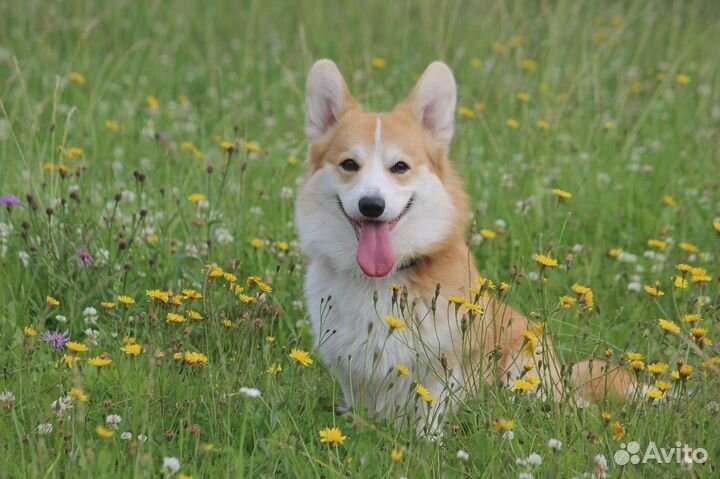 Вязка (вельш-корги пемброк)