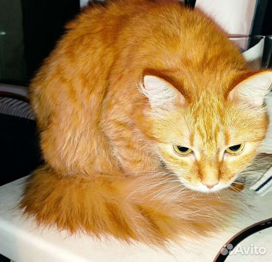 Кошка