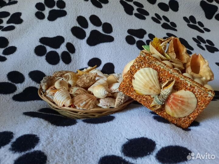 Морские ракушки разные