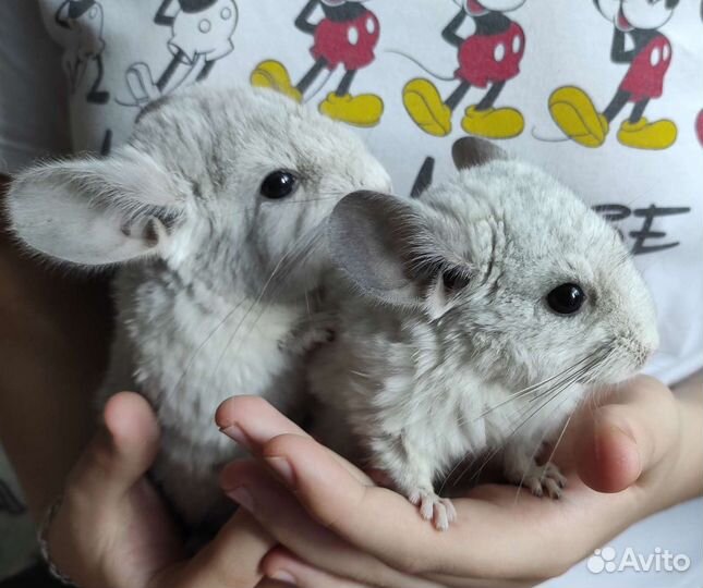 Детёныш шиншиллы