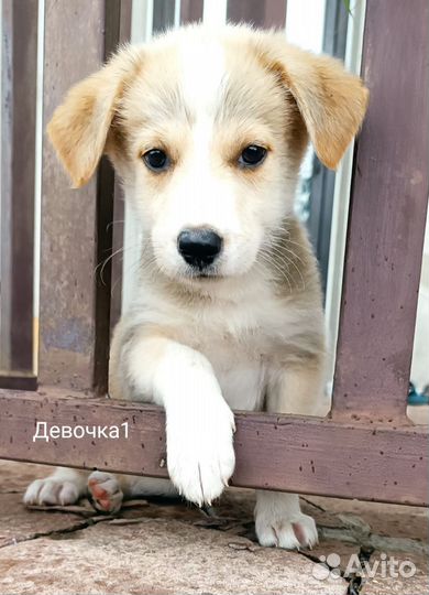 Маленькие собачки щенята