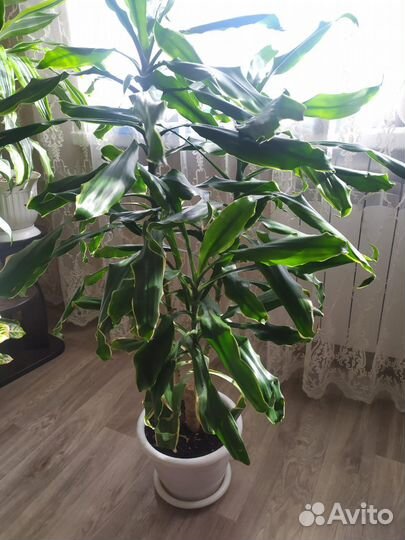 Комнатные растения