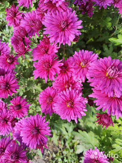 Растения для сада