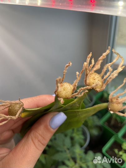 Замиокулькас