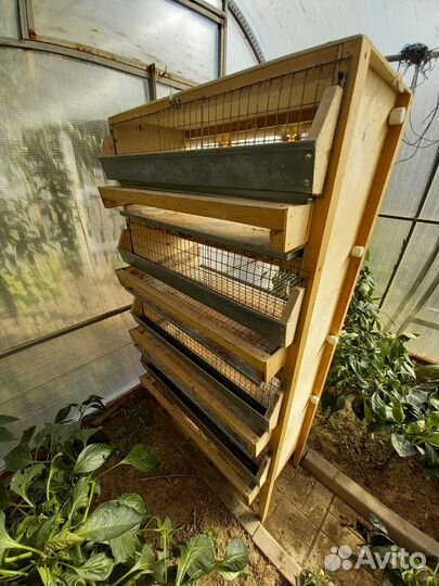 Разведение перепелов