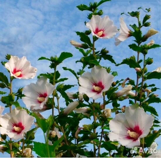 Саженцы Сирийской розы