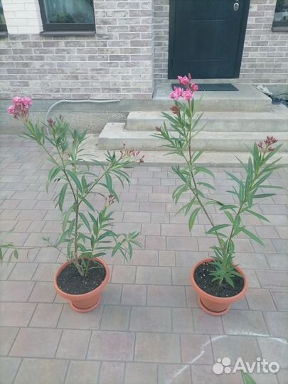 Олеандр махровый