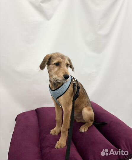 Щенок мальчик