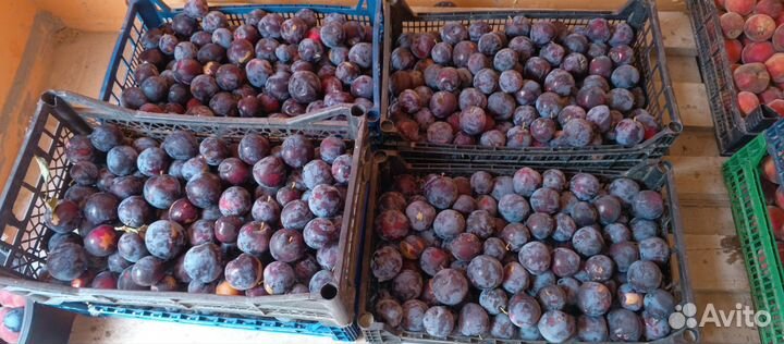 Слива ненька, персики, нектарины домашняя