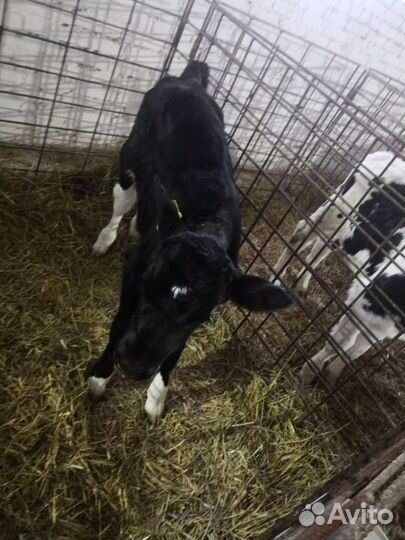 Телята. Бычки