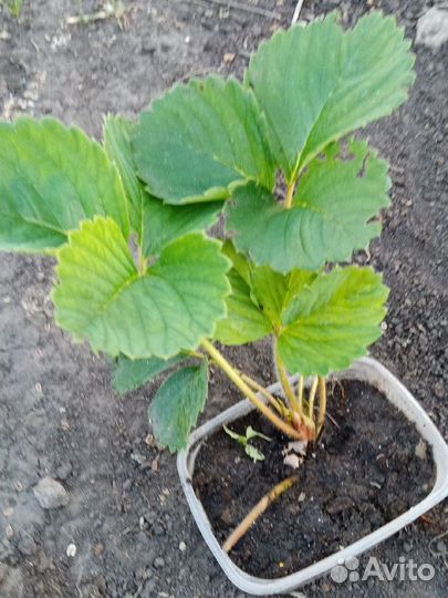 Укорененные кусты виктории