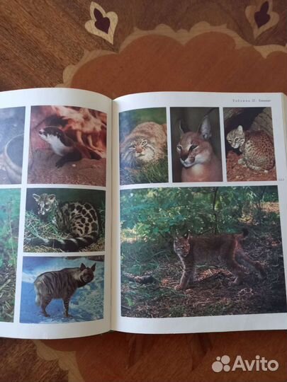 Энциклопедия для детей