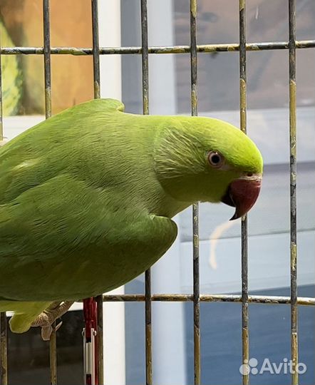 Ожереловый попугай самец