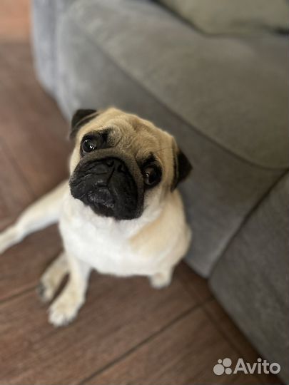 Мопс вязка мальчик
