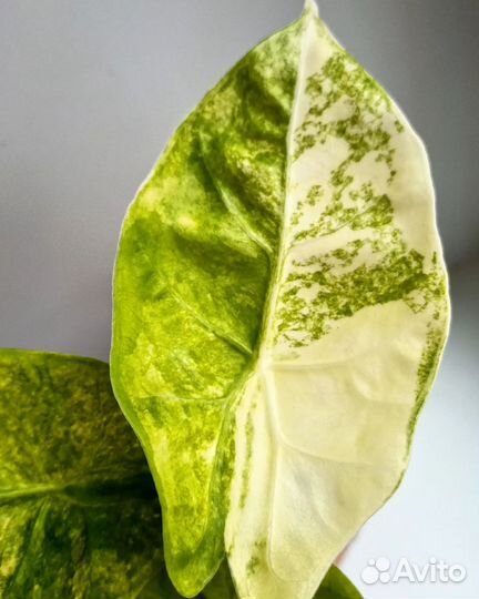 Клубни вариегатных алоказий