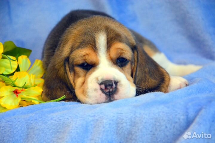 Бигль малыши