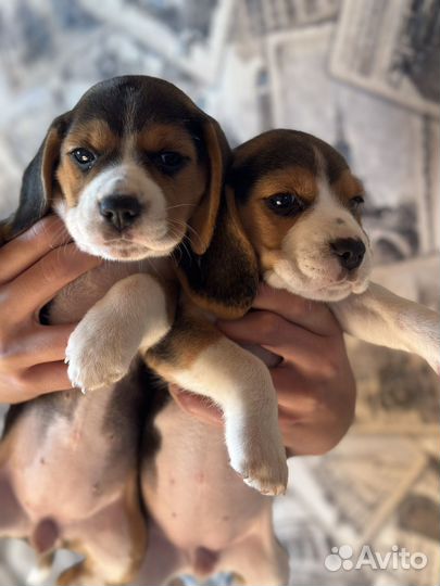 Щенки бигль