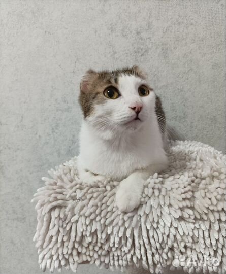 Тимка - Тимоша