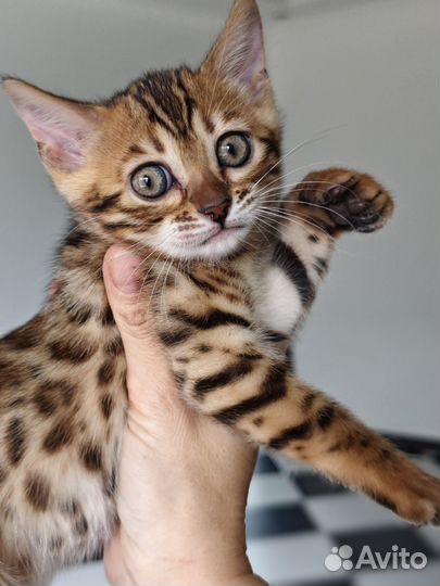 Бенгальская кошка