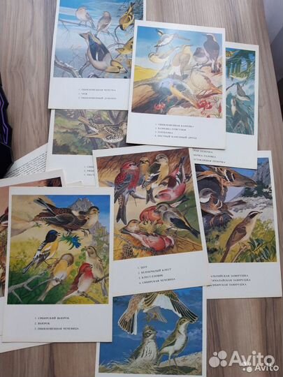 Набор открыток СССР худ.Егоров Птицы Забайкалья