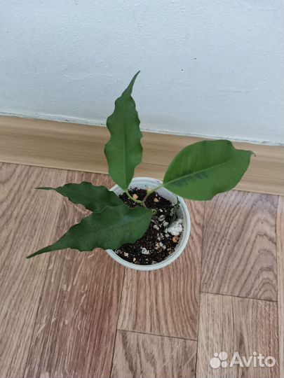 Фикус Голден моник