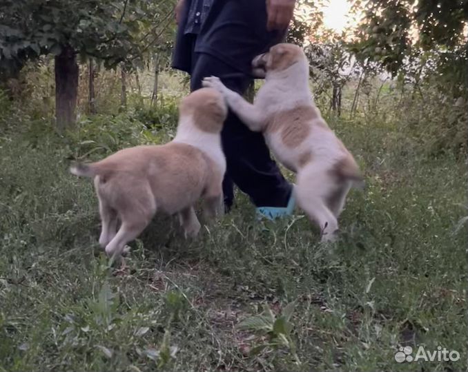 Алабай щенки