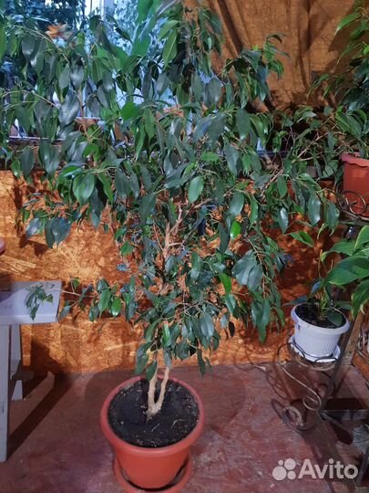 Фикус бенджамина