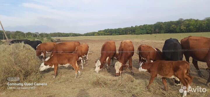 Коровы телки телята