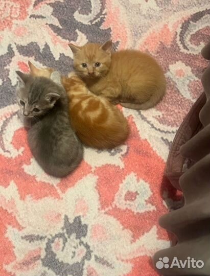Кошки в добрые руки