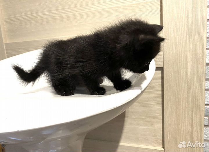 Черные котята