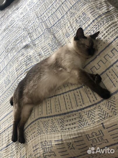 Домашняя гостиница для котов и грызунов