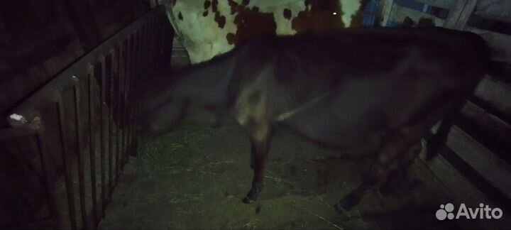 Продам телят телки