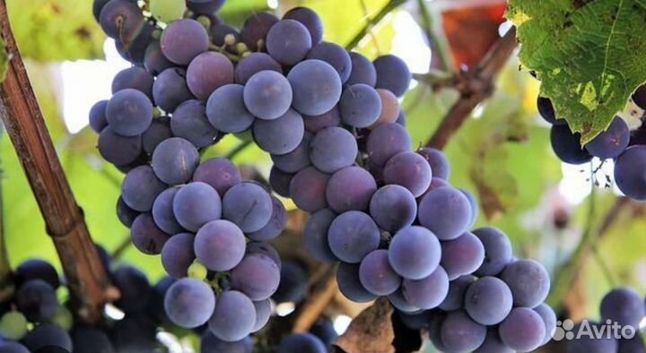 Продам виноград для вина на корню