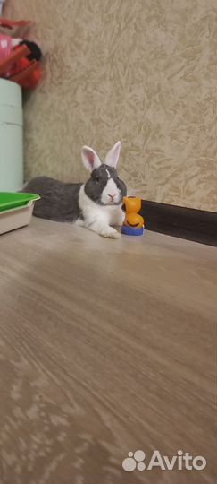 Декоративные кролики