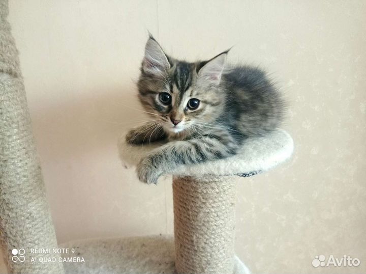 Кошки в добрые руки бесплатно