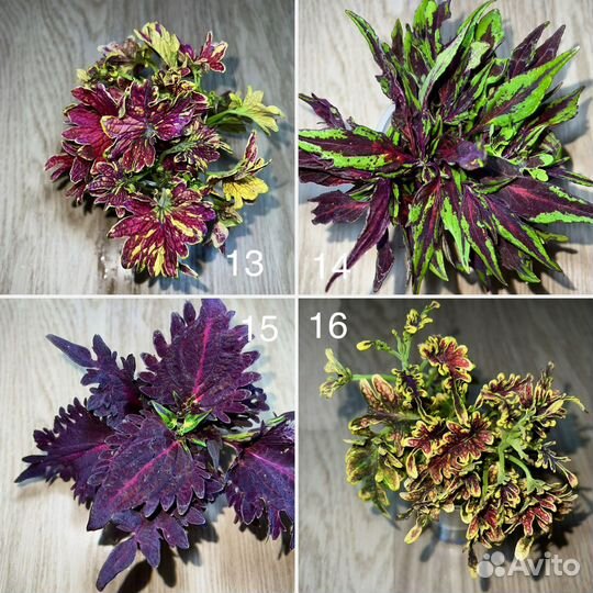 Колеусы вегетативные