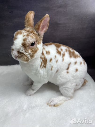 Породистые Карликовые кролики
