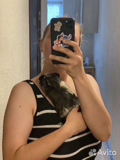 Морские свинки